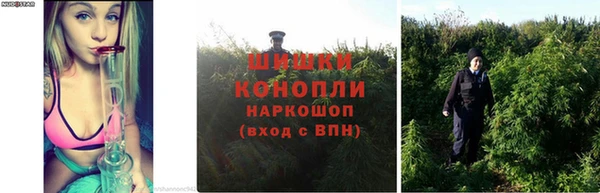 стаф Аркадак